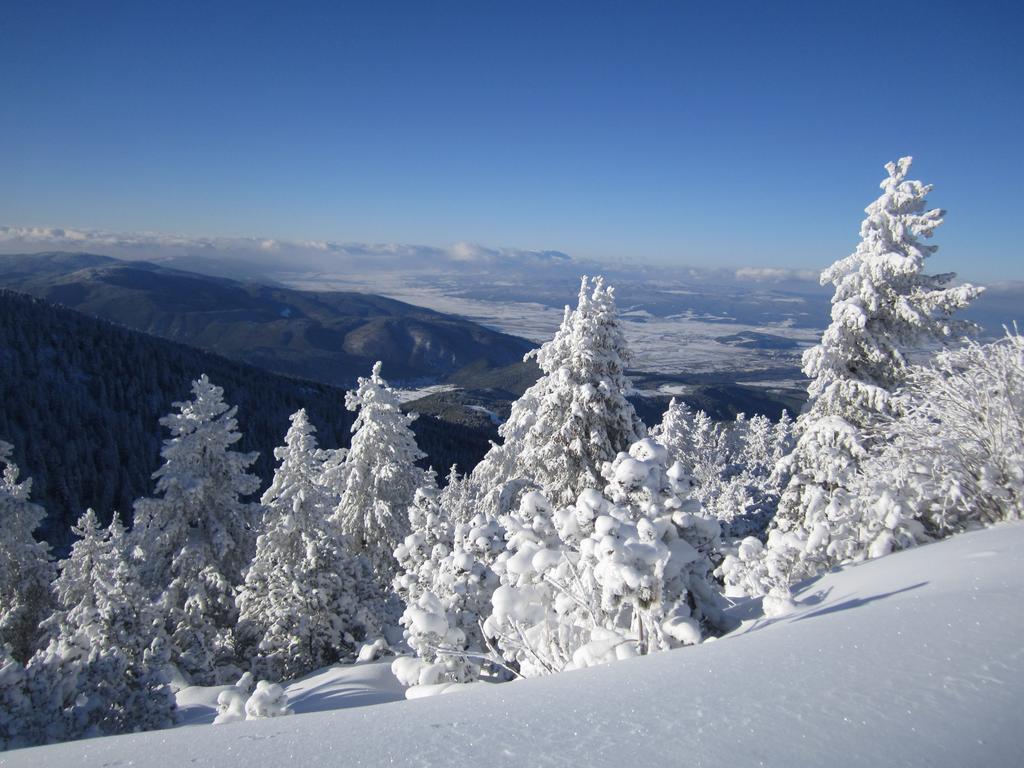 Tes Flora Borovets